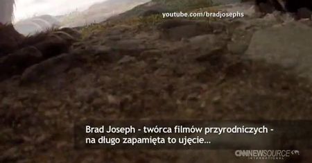 Niedźwiedź próbował zjeść kamerę