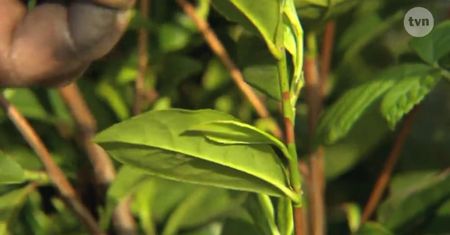 Na plantacji zielonej herbaty w Chinach
