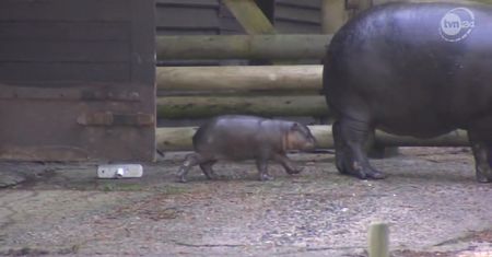 Mały hipopotam w krakowskim zoo