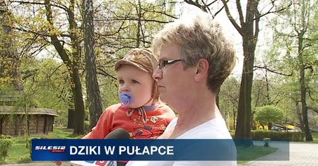 Dziki opanowały centrum Katowic
