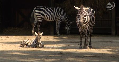 Zebra bezgrzywa urodziła się we Wrocławiu