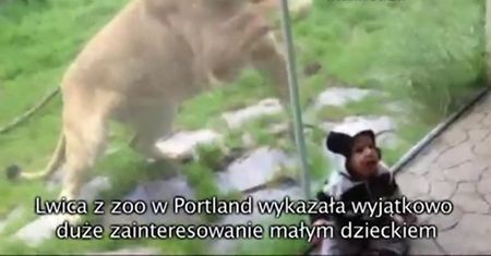 Lew chciał zaatakować dziecko