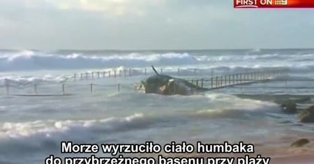 Ocean wyrzucił martwego humbaka