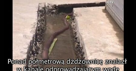 Chiny: Gigantyczna dżdżownica