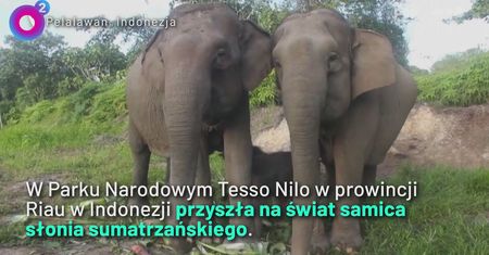 Nadzieja dla ginącego gatunku. Niezwykłe narodziny w Tesso Nilo