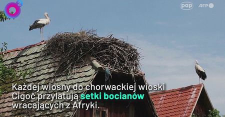 W tej wiosce bocianów jest więcej niż ludzi. Niezwykły widok przyciąga turystów
