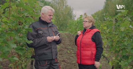 Zbiory winogron w winnicy na Pomorzu. Jak to wygląda od kuchni?