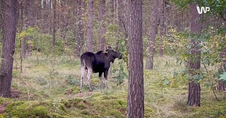 Nietypowa atrakcja nad Bałtykiem. "Warto mieć oczy szeroko otwarte"
