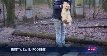 Szczepienie lwic w zoo. Niebezpieczna operacja w Holandii