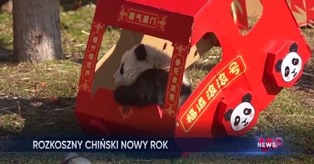 Chiński nowy rok. Tak przywitały go pandy