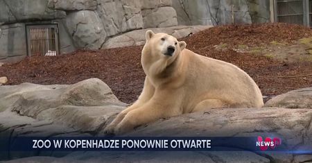 ZOO w Kopenhadze ponownie otwarte