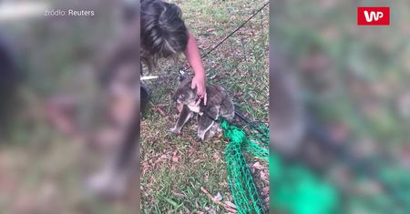 Uratowali uwięzionego koalę. Nagranie to hit w sieci