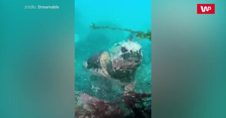 Przerażająca jaszczurka z Wysp Galapagos. Wygląda niczym Godzilla