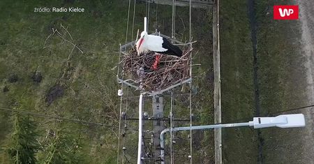 Pierwszy dzień wiosny 2021. Pojawił się bocian Maciek. To dobry znak