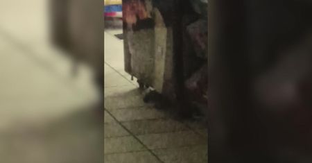 Szczur w markcie. Wideo czytelnika z Bydgoszczy