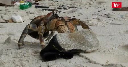 Krab kradnie buty. Zaskakujące nagranie z plaży