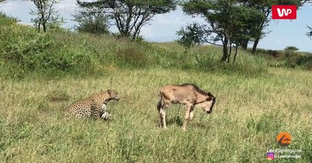 Atak lamparta na antylopę gnu z bliska. Niezwykłe nagranie z safari