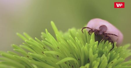 Sposoby na kleszcze. Zbadali, czy kolor ubrania ma znaczenie