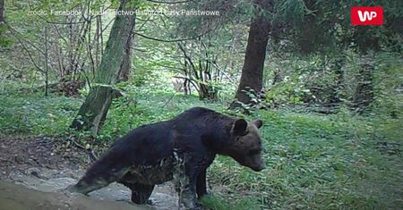 Zabawa przy babrzysku. Zaskakujące zdjęcia z Bieszczad to hit w sieci