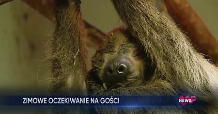 Myszojeleń spędza zimę w Warszawie. Egzotyczne zwierzęta i śnieg