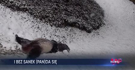 Panda w śniegu. Niezwykłe nagranie z waszyngtonskiego ZOO