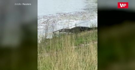Aligator złowił okazję. Chwila nieuwagi i rybak stracił swoją wędkę