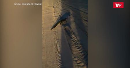 Aligator na środku drogi. Gad zupełnie nie przejmował się obecnością człowieka