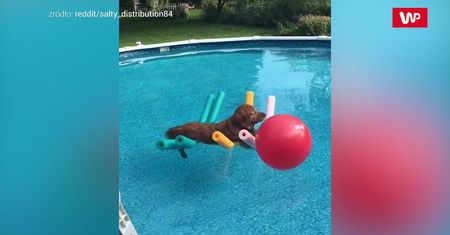 Beztroski odpoczynek golden retrievera. Urocze wideo szturmem podbija internet