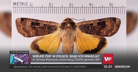 "Coś musiało się stać." Entomolog komentuje pojawienie się wielkich ciem
