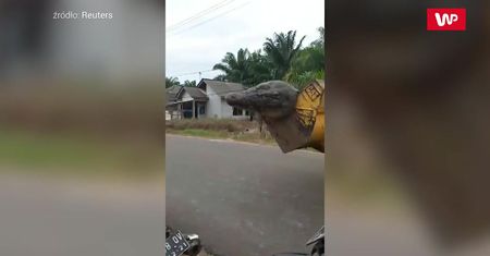 Przerażający krokodyl gigant. Mieszkańcy byli pewni, że to demon z piekła