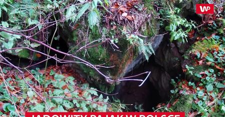 Najbardziej jadowity pająk w Polsce. To tylko jeden z sekretów jaskiń Bieszczadów