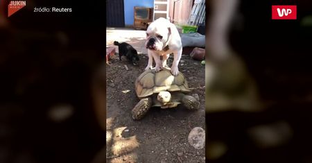 Pies jeździł na żółwiu. Nagranie z Kalifornii
