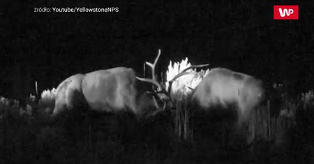 Walka dwóch jeleni o samicę. Brutalne gody w Yellowstone uchwycone na wideo