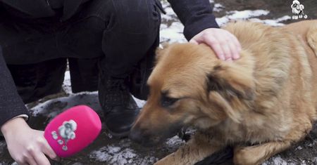 Roczna Mabaya przeszła metamorfozę w psim SPA! Pudelek szuka dla niej domu #AdoptujŚwiadomie