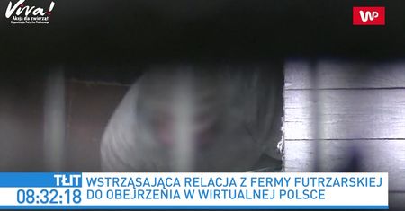 Wstrząsające nagrania z fermy norek. Reakcja Beaty Kempy
