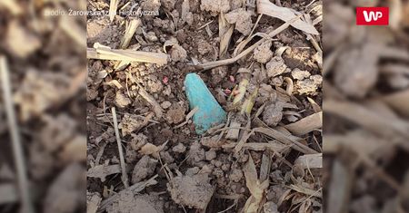 Sensacja archeologiczna w Żarowie. Przypadkowe odkrycie 5-latki