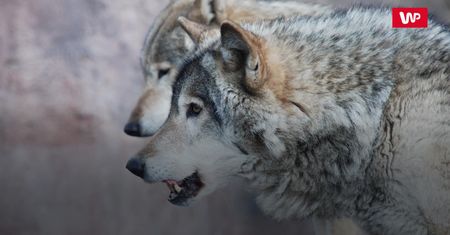 Nadleśnictwo Myślenice. Wilki zagryzły psa. Właściciel ostrzega okolicznych mieszkańców