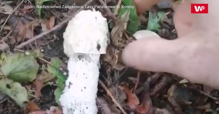 Odważny leśnik próbuje sromotnika?