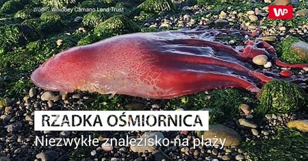 Bardzo rzadka ośmiornica. Niezwykłe znalezisko na plaży