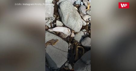 Katastrofa ekologiczna na Kamczatce. Tysiące martwych organizmów na plażach