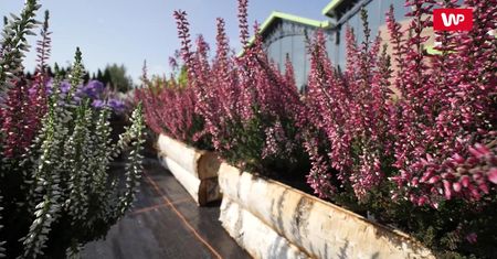 Kwiaty na balkon i do ogrodu. Sprawdź, co sadzić jesienią