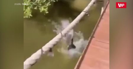 Spadł z pomostu i wykąpał się w stawie. Kot był w szoku