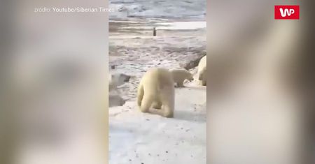 Atak niedźwiedzi polarnych na śmieciarkę. Kierowca był całkowicie przerażony