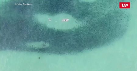 Pływali z rekinami. Nagranie dronem z australijskiej plaży