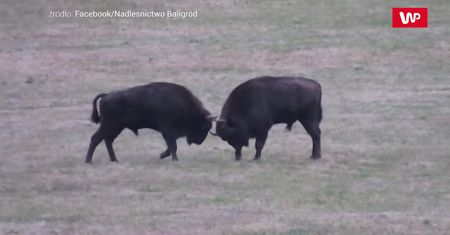 Pojedynek młodych żubrów. Wszystkiemu przyglądała się publiczność