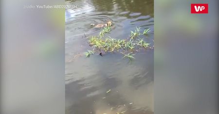 Krokodyl zaatakował psa. Szybki koniec dla pupila