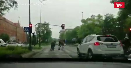 Rumaki na gigancie. Niecodzienna sytuacja w Krakowie
