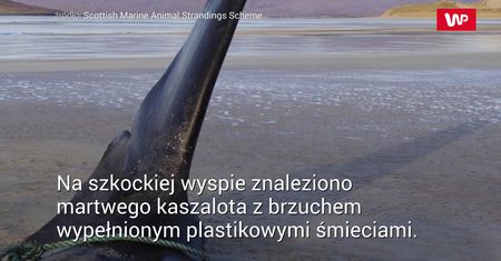 Rozpruli mu żołądek. To, co było w środku, przeszło ich największe obawy