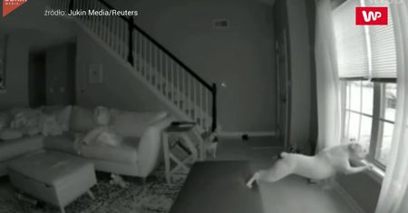 Psi akrobata. Zobacz śmieszne nagranie
