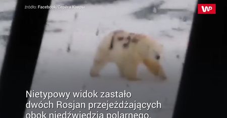 Wrzucili do sieci nagranie z niedźwiedziem. Niebywałe, co ma na grzbiecie